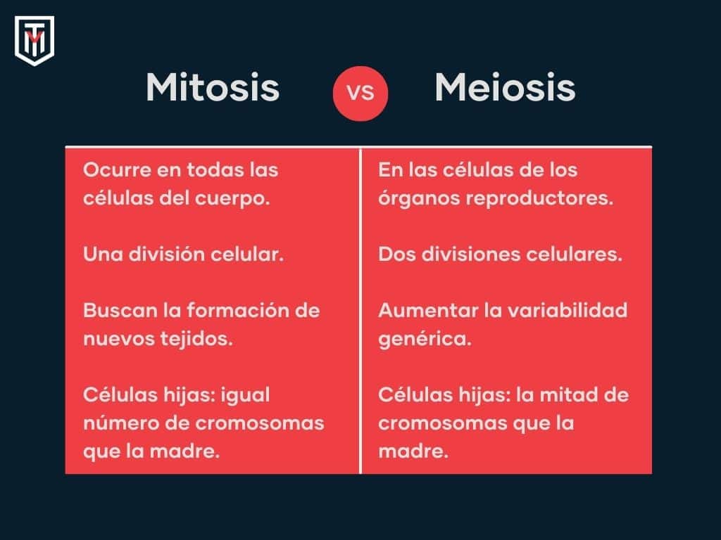 Mitosis y meiosis cuadro comparativo
